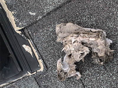 Vent Masters Pro Dirty Dryer Vent Roof