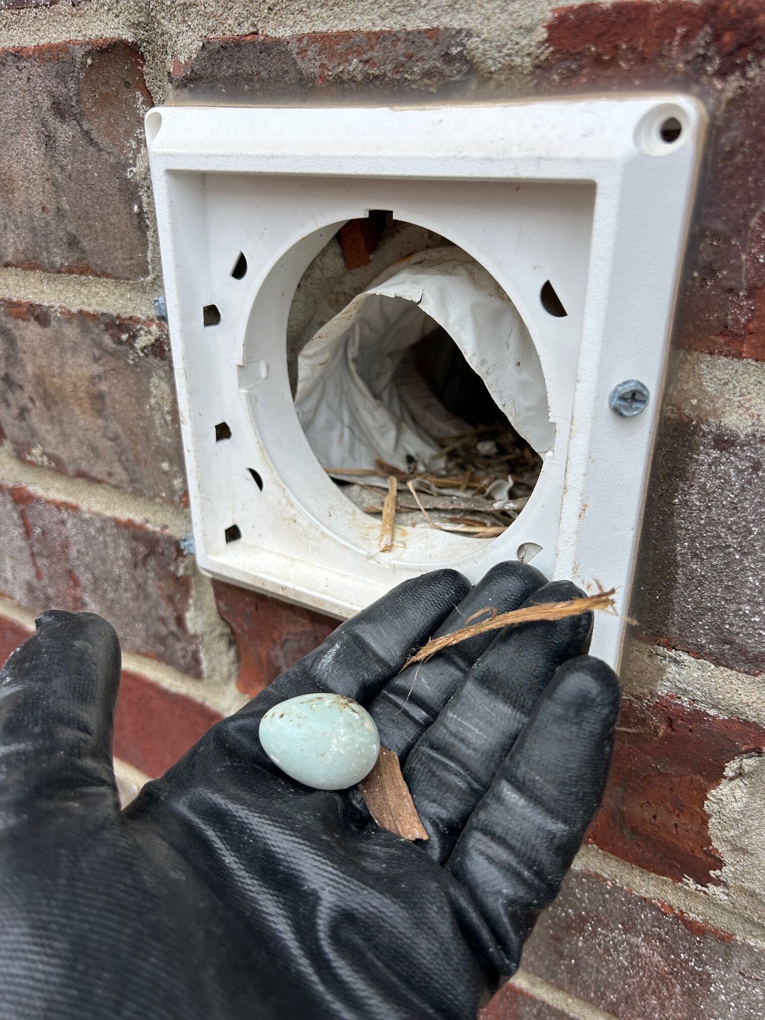 Bird Nest 625-4