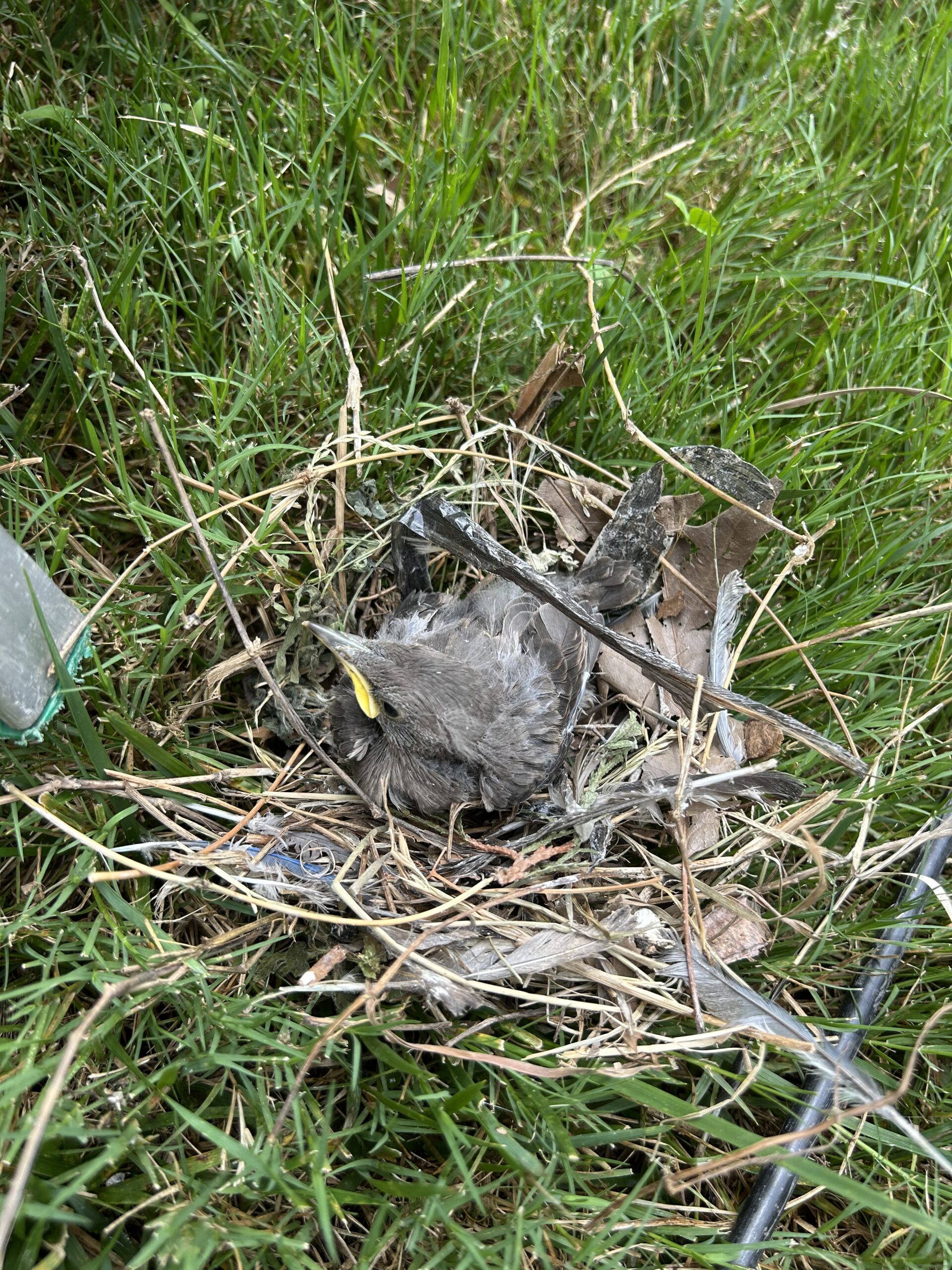 Bird Nest 625