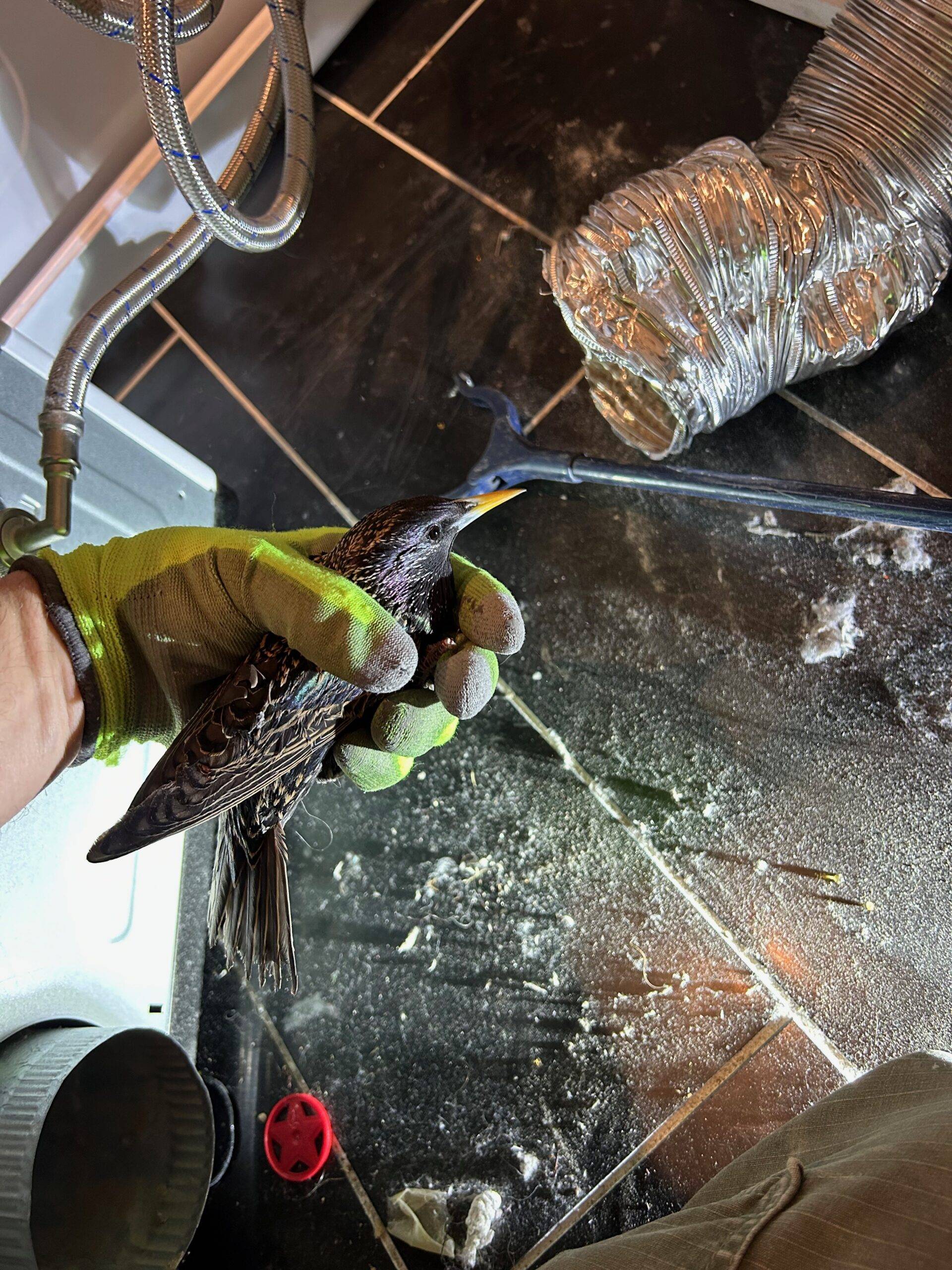 Bird in a dryer vent equals trouble.