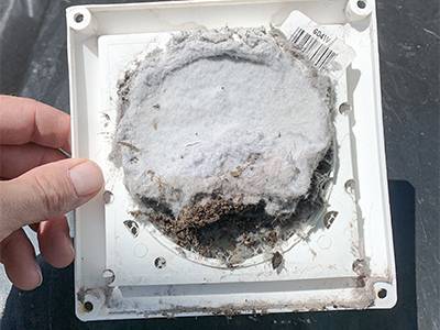 Vent Masters Pro Dryer Vent Bird Nest