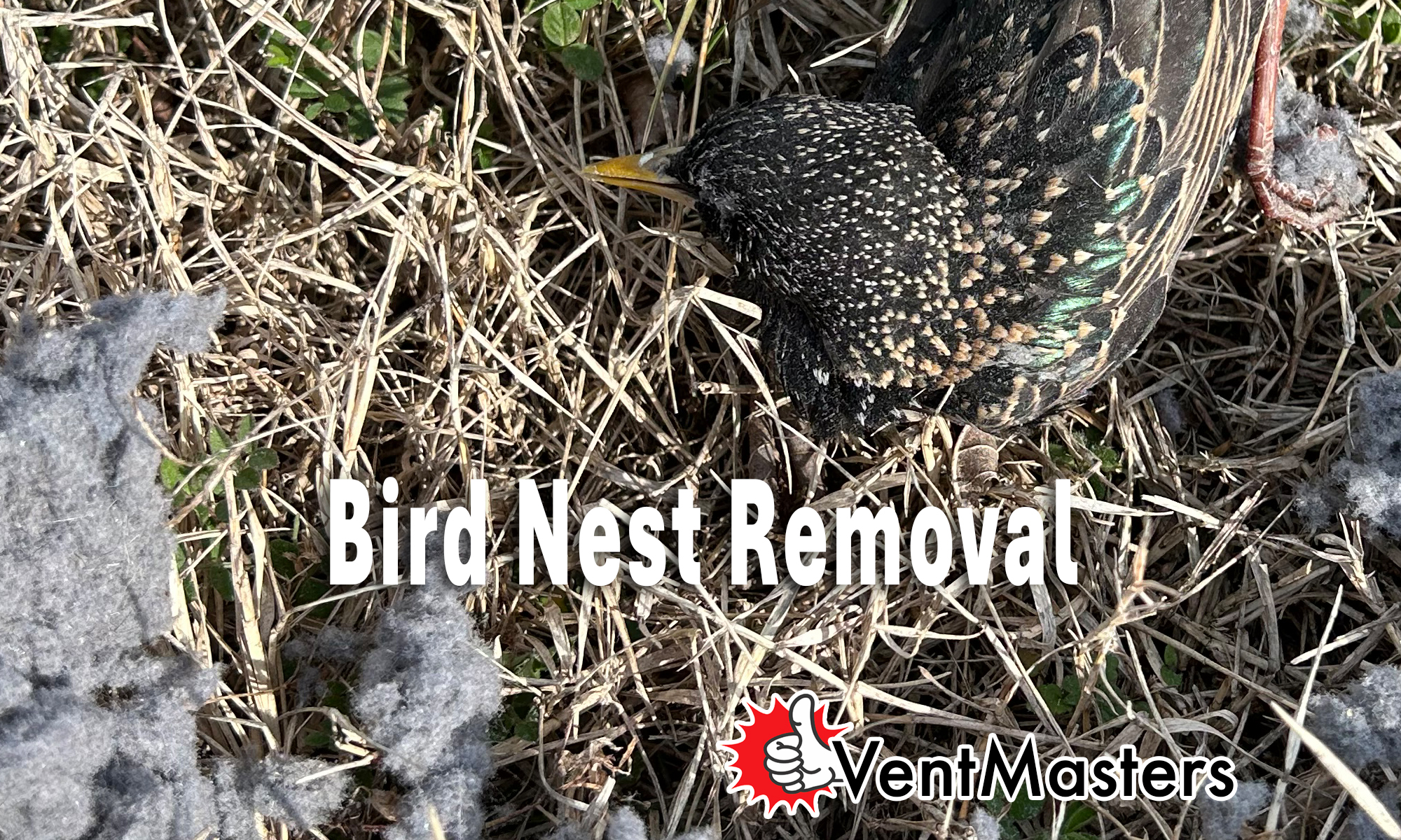 Vent Masters safely removes birds and nests from dryer vents.